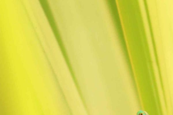 Site using Cyclone-slider-pro plugin