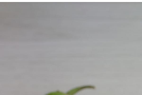 Twentytwenty-child theme site design template sample