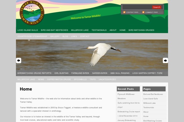 Multichrome theme site design template sample
