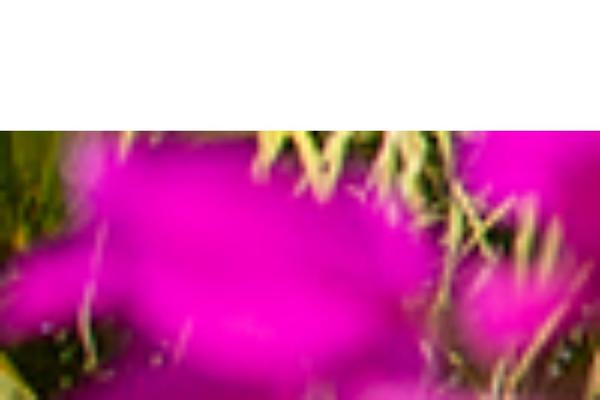 Site using Language-switcher plugin