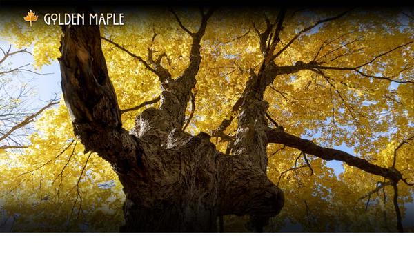 Mesmerize theme site design template sample