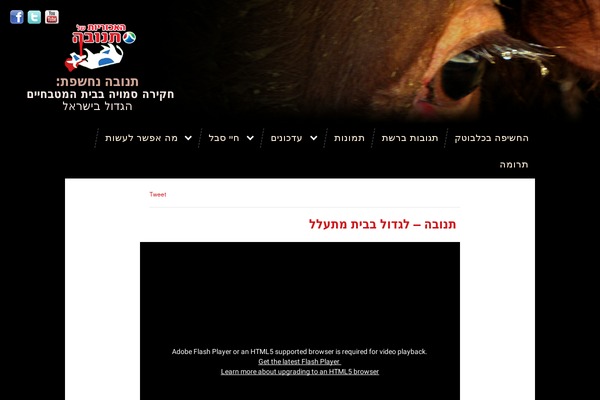 Born theme site design template sample