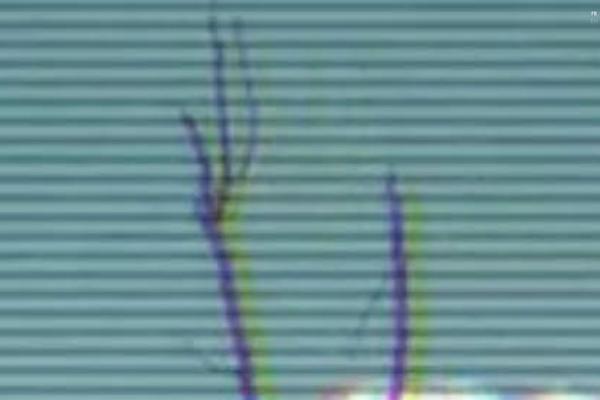 Site using Instagram Feed plugin
