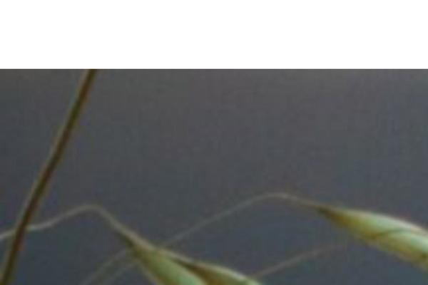 Site using Elementor-pro2 plugin