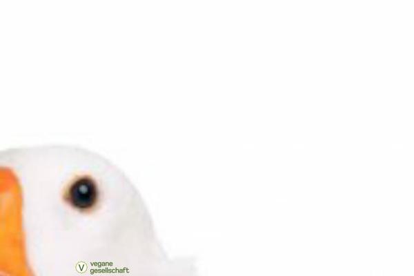 vegane-gesellschaft.org site used Sight