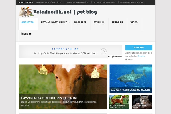 Point theme site design template sample