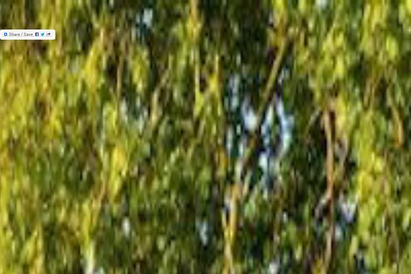 Site using SI CAPTCHA Anti-Spam plugin