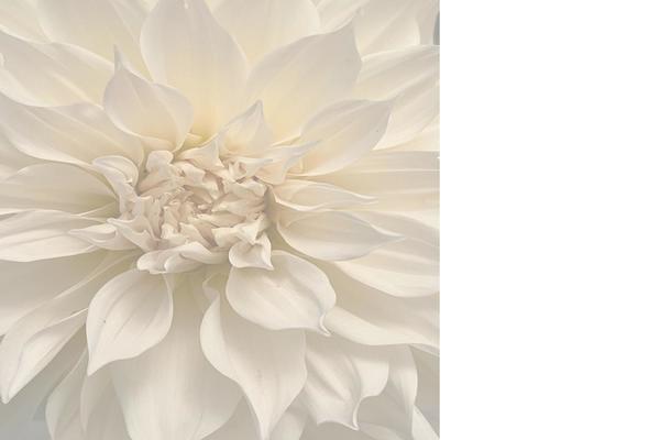 whitespeed.com site used Bistrotheme